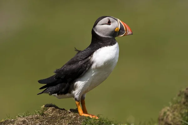 Atlantischer Papageitaucher Fratercula Arctica Vogel — Stockfoto