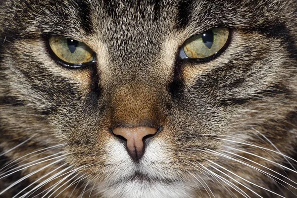 Close Tiro Gato Doméstico Felis Silvestris — Fotografia de Stock