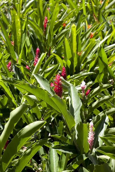 Red Gingers Alpinia Purpurata Mahe Island Seychelles Indian Ocean Africa — Stock Photo, Image