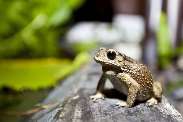 Toad Bufonidae Frog Outdoors — Stock Photo, Image