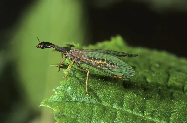 Close Snakefly Raphidia Leaf — Stock Photo, Image