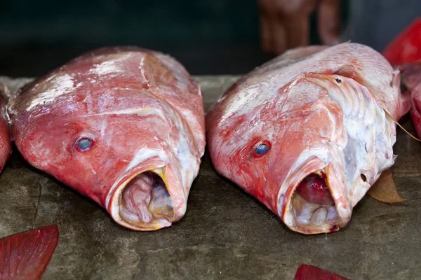 Red Snapper Venda Mercado Peixe Animado Sir Selwyn Clarke Market — Fotografia de Stock