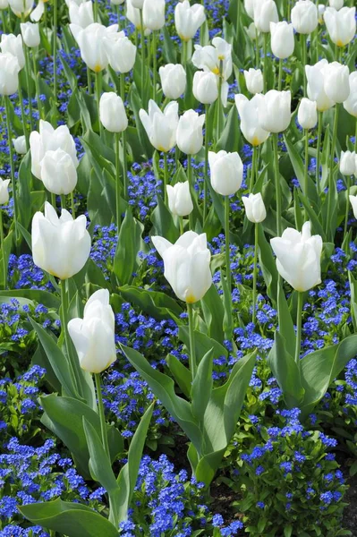 Flores Tulipas Brancas Florescendo Tulipa — Fotografia de Stock
