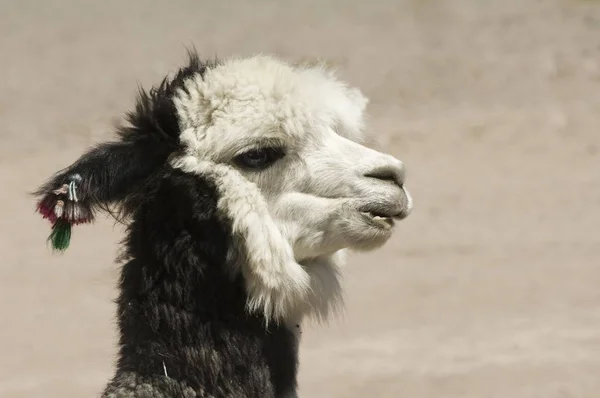 Alpaka Vicugna Pacos Lauca Nemzeti Park Arica Parinacota Régióban Chile — Stock Fotó