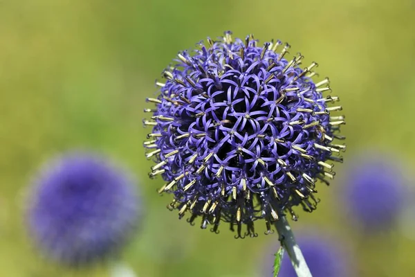 Flowering Blue Globe Thistle Echinops Bannaticus Cultivar — Stock Photo, Image