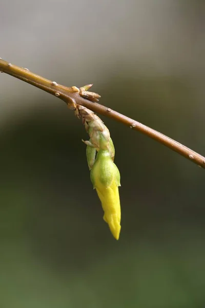 Primer Plano Forsythia Ciernes Forsythia —  Fotos de Stock