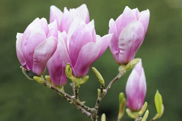 Floración Hermosa Flor Magnolia Púrpura Primavera —  Fotos de Stock
