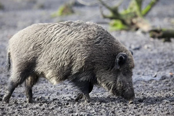 Maiale cinghiale — Foto Stock