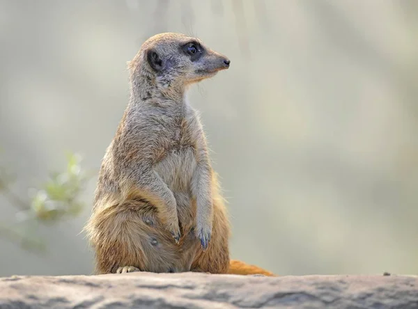 Meerkat Suricata Djur Stående Utomhus — Stockfoto