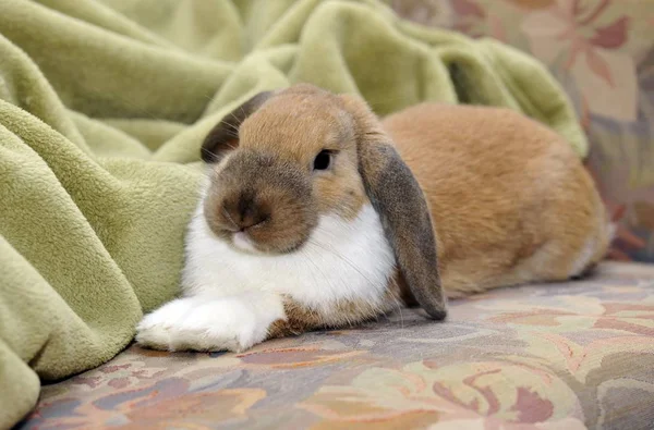 English Lop Oryctolagus Cuniculus — Stock Photo, Image