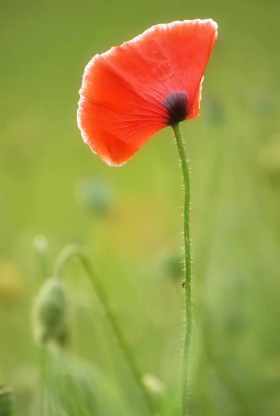 Corn poppy flower — Stock Photo, Image