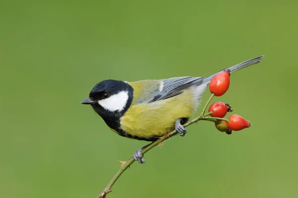 Pájaro Mayor Great Tit Parus Sentado Rama Árbol Con Bayas — Foto de Stock