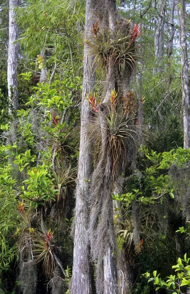 Baldcypress Kel Servi Bataklık Cypress Taxodium Distichum Tillandsia Tillandsia Belirtimi — Stok fotoğraf