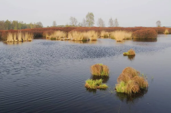 湿原マートルや甘い強風低木 ヤマモモ強風 上げられた沼地ティナー ボックスより低いザクセン ドイツ ヨーロッパで — ストック写真