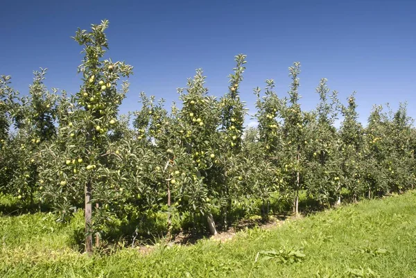 Pół Standard Sadem Apple Drzew Wasserburg Jezioro Bodeńskie Bawaria Niemcy — Zdjęcie stockowe