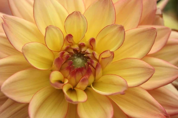 Kronblad Gul Dahlia Blomma — Stockfoto