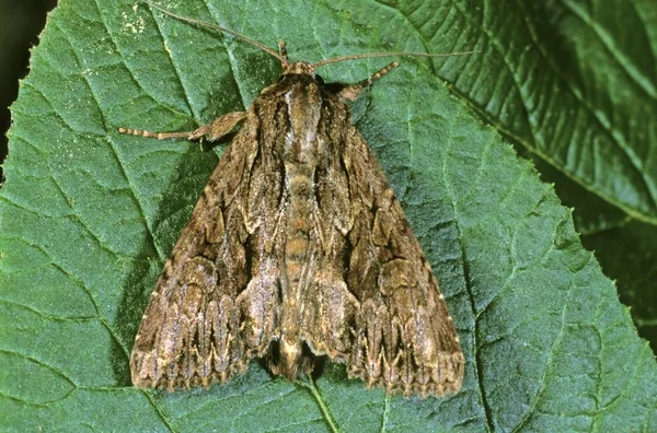 Parastichtis Monoglypha Parastichis Monoglypha 在休息 — 图库照片