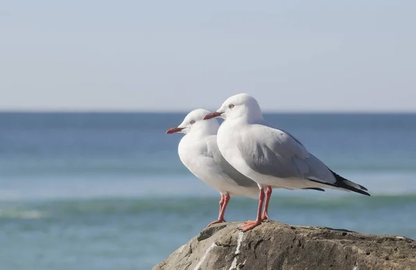 Silbermöwen Larus Novaehollandiae Australien Ozeanien — Stockfoto