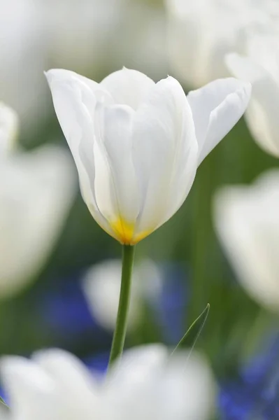 Lale Tulipa Beyaz Çiçek Alanı — Stok fotoğraf