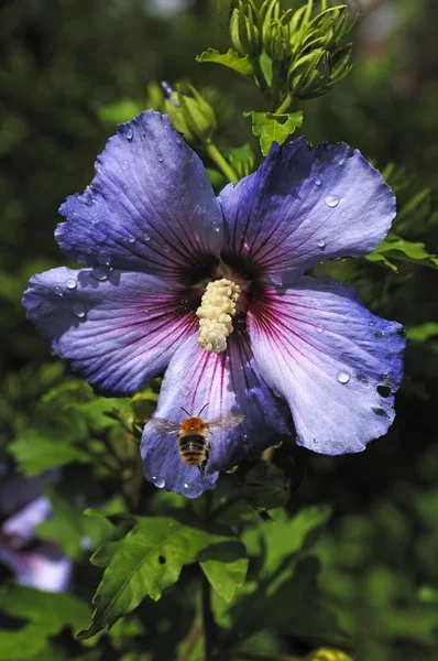 Abeja Melífera Apis Acercándose Una Flor Hibisco Hibiscus Syriacus Con —  Fotos de Stock