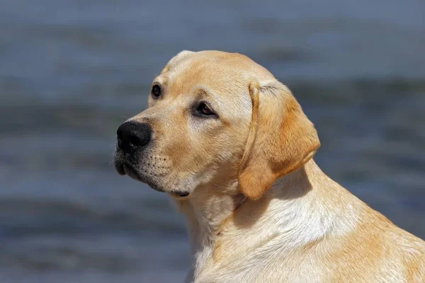 Labrador Retriever Szczeniak Portret — Zdjęcie stockowe