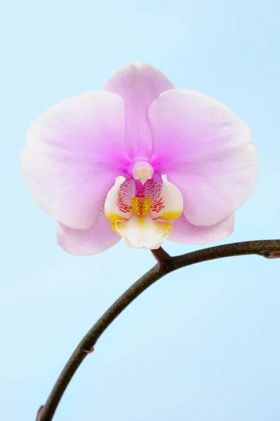 Орхидея Фаленопсис Крупным Планом Фауна Природе — стоковое фото