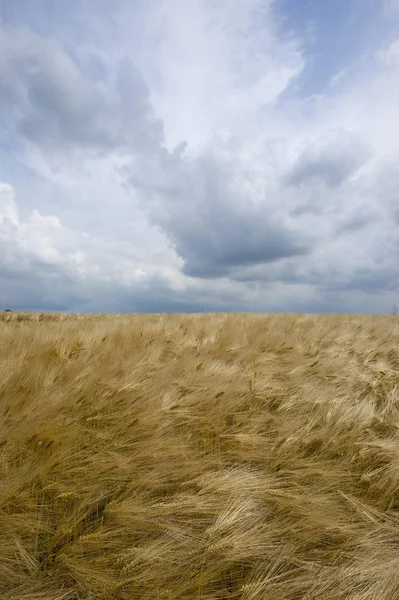 Pole jęczmień z atmosferycznej chmury — Zdjęcie stockowe