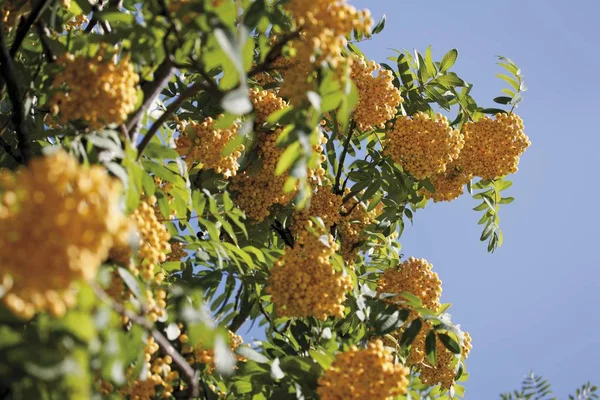 Close Rowan Sorbus Aucuparia — Fotografia de Stock
