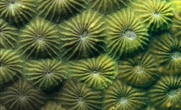 Polyps Stony Coral Diploastrea Heliopora Indonesia Southeast Asia Asia — Stock Photo, Image