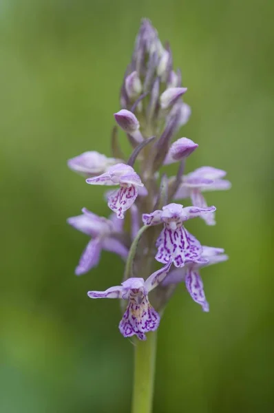 Moorland Dactylorhiza Maculata — 스톡 사진