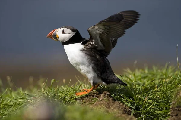 Süßer Atlantischer Papageitaucher Fratercula Arctica Bird — Stockfoto