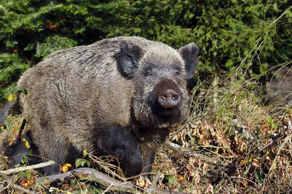 Wild Boar pig — Stock Photo, Image