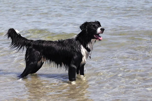 ボーダー コリー犬雑種 水のビーチのそばに立って — ストック写真