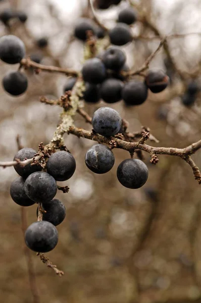 Dojrzałe Owoce Tarniny Prunus Spinosa Pierwszych Przymrozków — Zdjęcie stockowe