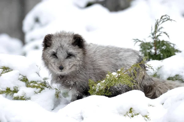 Арктическая Лиса Alopex Lagopus Лесу Зимой — стоковое фото