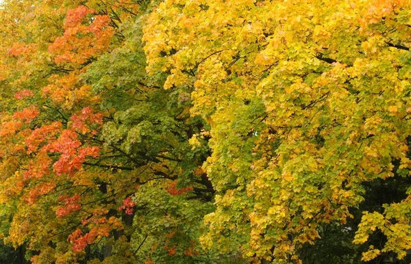 Coloridos árboles otoñales —  Fotos de Stock