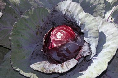 Red Cabbage (Brassica oleracea convar. capitata), vegetable clipart