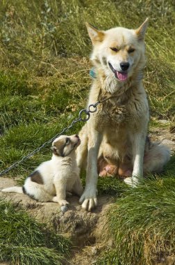 Greenland Dog with puppy Canidae, sled dog clipart