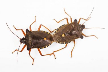 close up of Forest Bugs (Pentatoma rufipes) mating clipart
