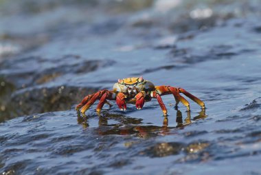 Sally Lightfoot Crab (Grapsus grapsus), Bartolome Island, Galapagos Islands, UNESCO World Heritage Site, Ecuador, South America clipart