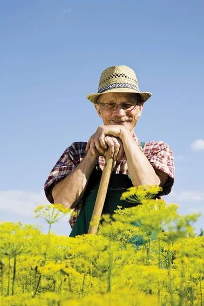 Stolzer Gärtner Vor Seinem Beet Mit Dillblüten — Stockfoto