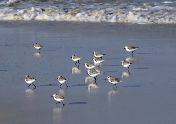 Sanderlings Calidris Alba Poszukuje Pożywienia Piaszczystej Plaży Fuerteventura Wyspy Kanaryjskie — Zdjęcie stockowe