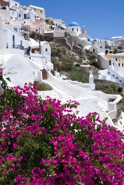 Bush Blom Bougainvillea Bougainvillea Och Utsikt Över Oia Santorin Santorini — Stockfoto