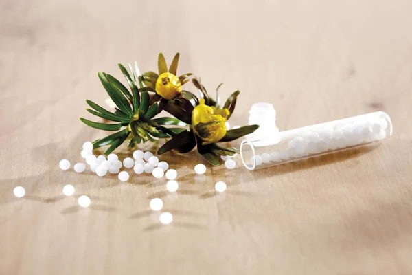 Homeopathic Globules Spilling Out Glass Beaker Winter Aconite Eranthis Hyemalis — Stock Photo, Image
