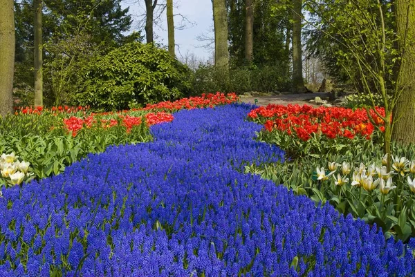 Jacinto de uva y tulipanes —  Fotos de Stock