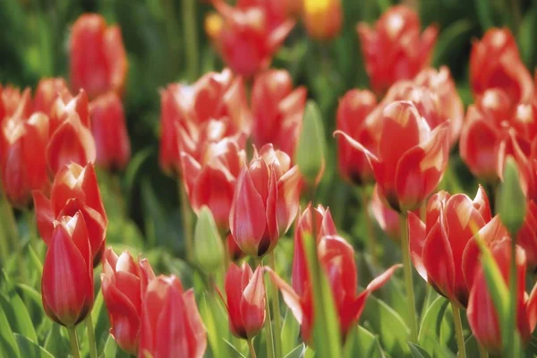 Kleurrijke Tulp Veld Tulipa Bloemen — Stockfoto