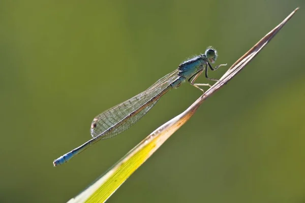青い尾イトトンボ 接触線虫のクローズ アップ — ストック写真
