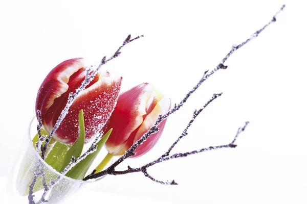 Gefrorene Tulpenblüten Der Vase Isoliert Auf Weiß — Stockfoto