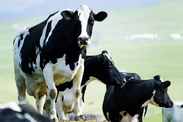 Trois Vaches Holstein Noires Blanches Bovinae — Photo