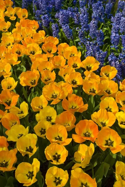 Veld van gele tulpen — Stockfoto